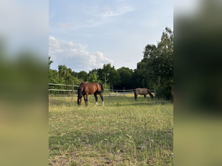 Trotón alemán Caballo castrado 10 años 163 cm Castaño in Ludwigslust