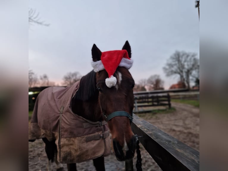 Trotón alemán Caballo castrado 10 años 163 cm Castaño in Ludwigslust