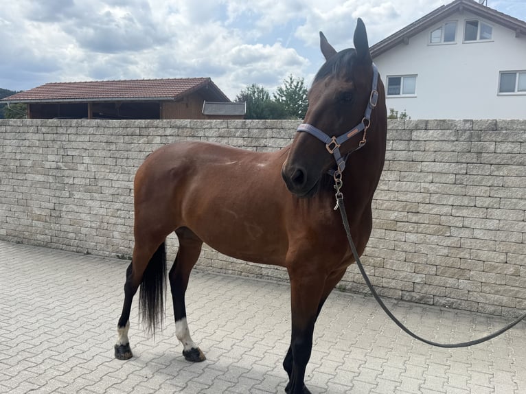 Trotón alemán Caballo castrado 10 años 164 cm Castaño in Bruckmühl