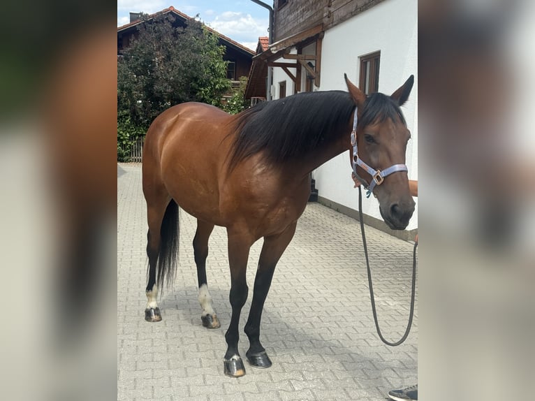 Trotón alemán Caballo castrado 10 años 164 cm Castaño in Bruckmühl