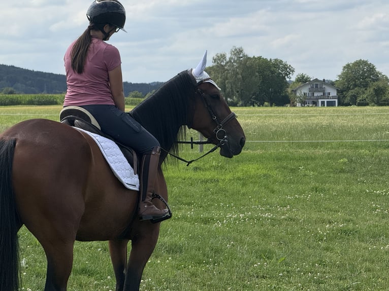 Trotón alemán Caballo castrado 10 años 164 cm Castaño in Bruckmühl