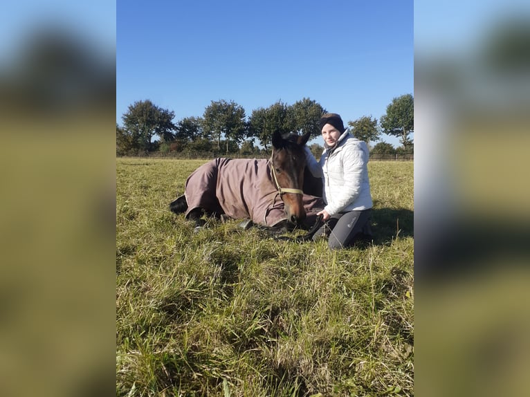 Trotón alemán Caballo castrado 10 años 165 cm Castaño oscuro in Selm