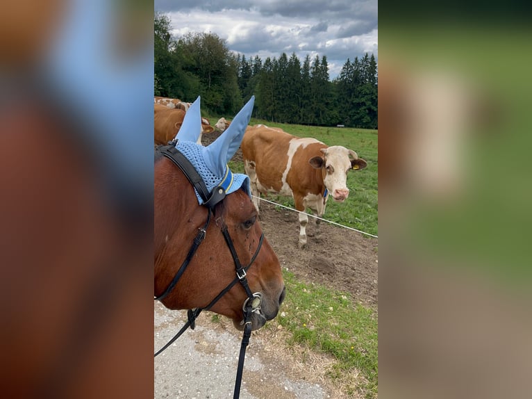 Trotón alemán Caballo castrado 10 años 170 cm Castaño in Aying