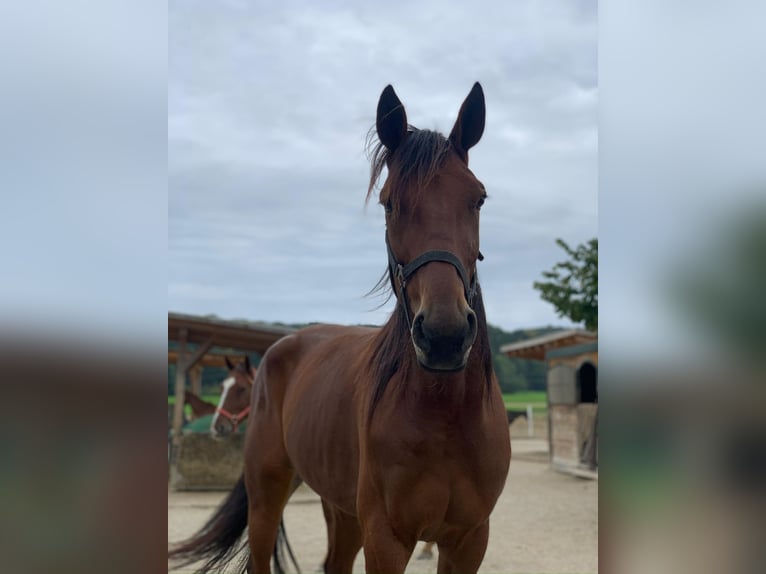 Trotón alemán Caballo castrado 10 años 170 cm Castaño in Aying