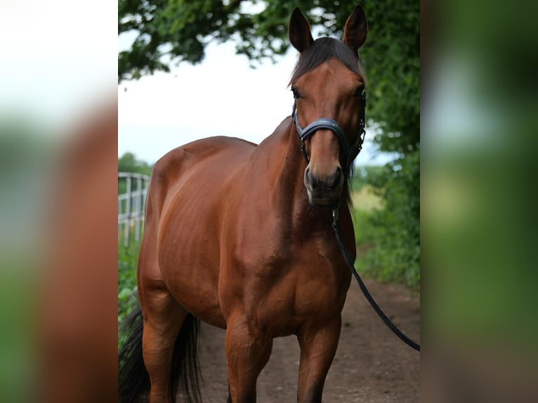 Trotón alemán Caballo castrado 10 años 170 cm Castaño in Aying