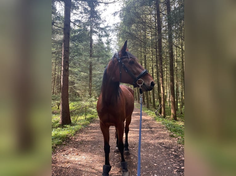 Trotón alemán Caballo castrado 10 años 170 cm Castaño in Aying