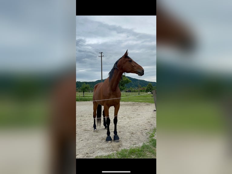 Trotón alemán Caballo castrado 10 años 170 cm Castaño in Aying