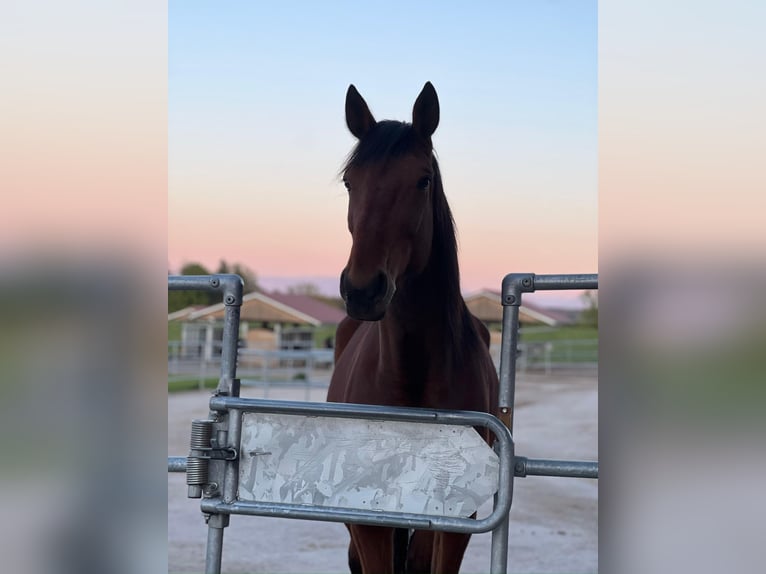 Trotón alemán Caballo castrado 10 años 170 cm Castaño in Aying