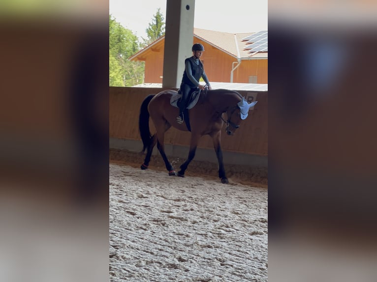 Trotón alemán Caballo castrado 10 años 170 cm Castaño in Aying
