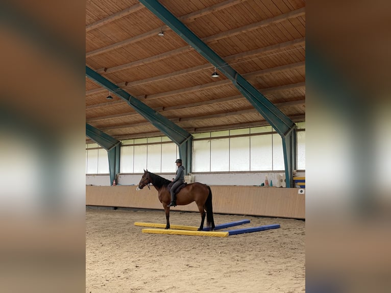 Trotón alemán Caballo castrado 10 años 170 cm Castaño in Aying