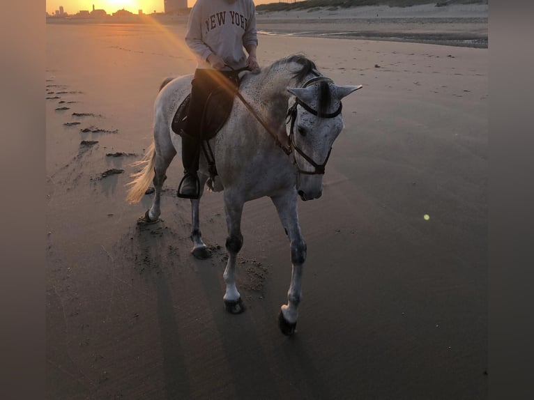 Trotón alemán Caballo castrado 11 años 165 cm Tordo picazo in Leidschendam