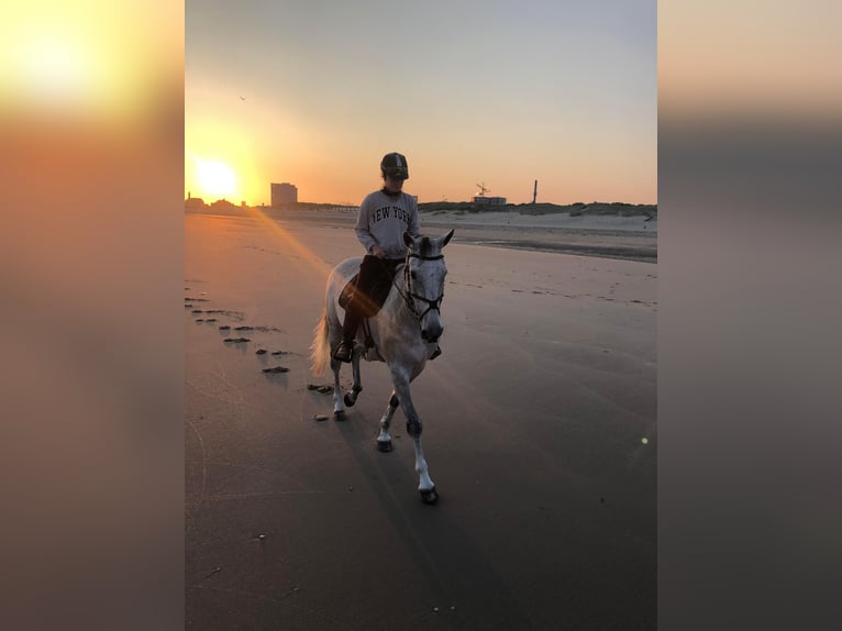 Trotón alemán Caballo castrado 11 años 165 cm Tordo picazo in Leidschendam