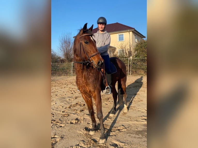 Trotón alemán Caballo castrado 11 años 168 cm Castaño in Greifswald