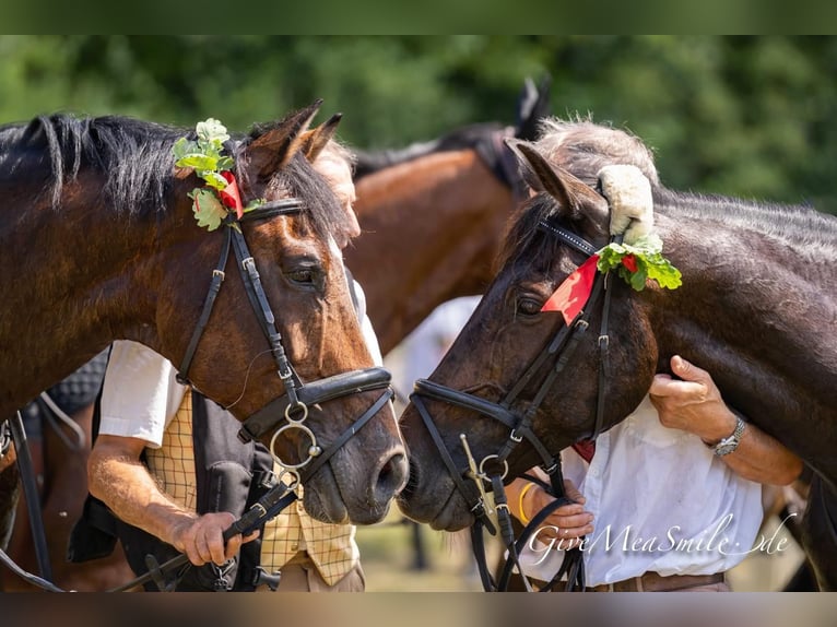 Trotón alemán Caballo castrado 11 años 170 cm Castaño oscuro in Bassum