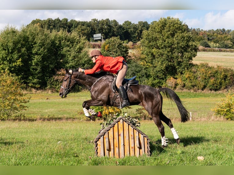 Trotón alemán Caballo castrado 11 años 170 cm Castaño oscuro in Bassum
