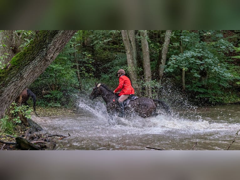 Trotón alemán Caballo castrado 11 años 170 cm Castaño oscuro in Bassum