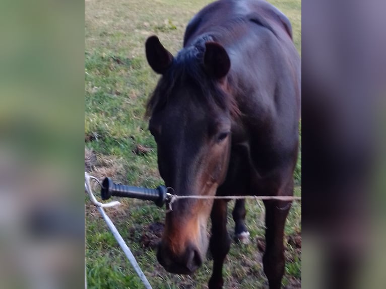 Trotón alemán Caballo castrado 11 años 170 cm Castaño oscuro in Bassum
