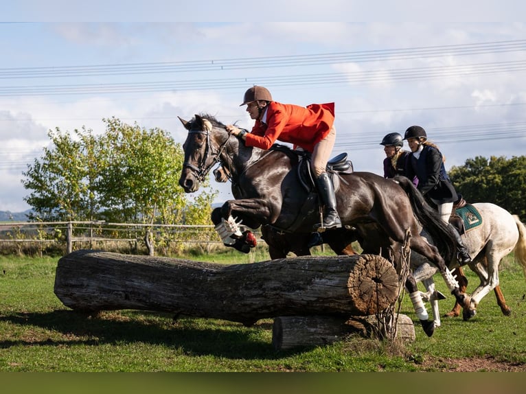 Trotón alemán Caballo castrado 11 años 170 cm Castaño oscuro in Bassum