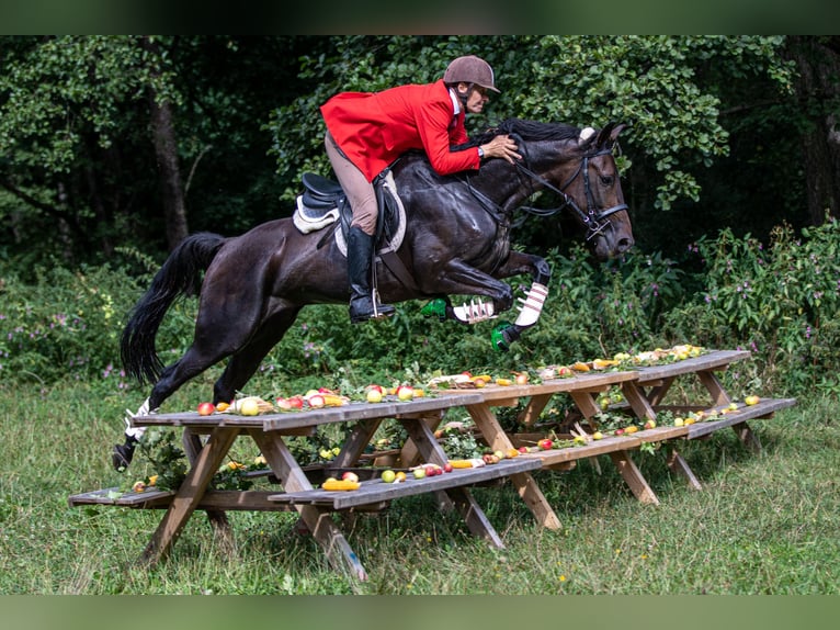 Trotón alemán Caballo castrado 11 años 170 cm Castaño oscuro in Bassum