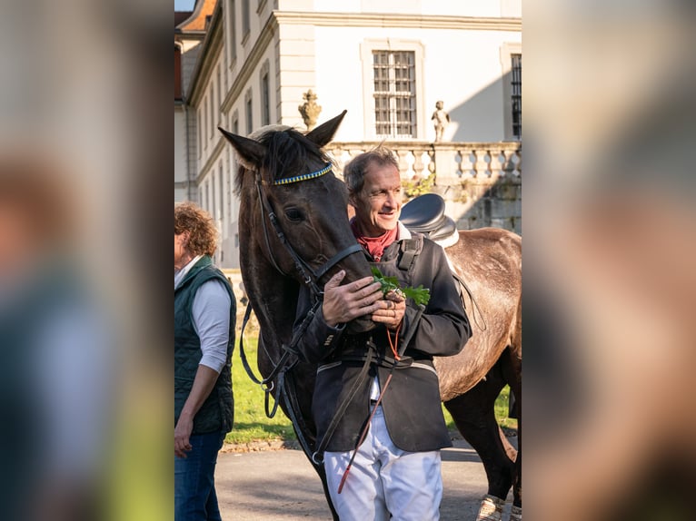 Trotón alemán Caballo castrado 11 años 170 cm Castaño oscuro in Bassum