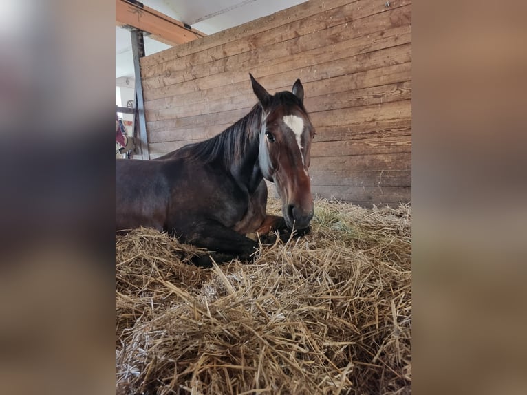 Trotón alemán Caballo castrado 11 años Castaño oscuro in Gerolsbach