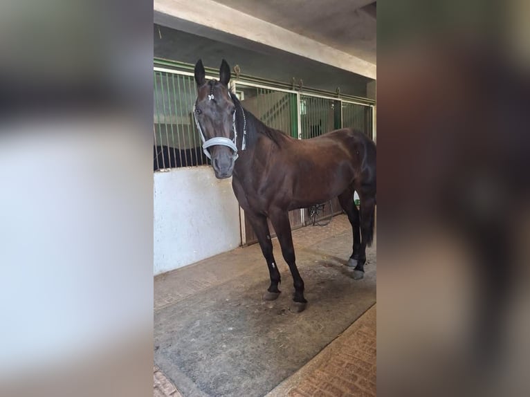 Trotón alemán Caballo castrado 12 años 155 cm Negro in Baden