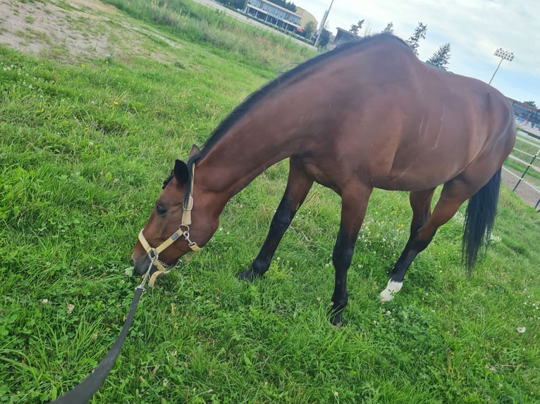 Trotón alemán Caballo castrado 12 años 160 cm Castaño in Berlin