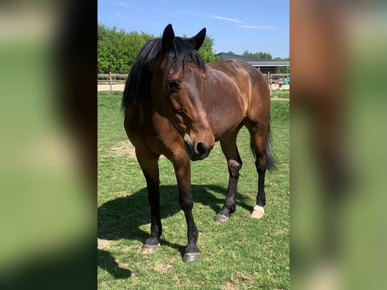Trotón alemán Caballo castrado 12 años 163 cm Castaño in Beek