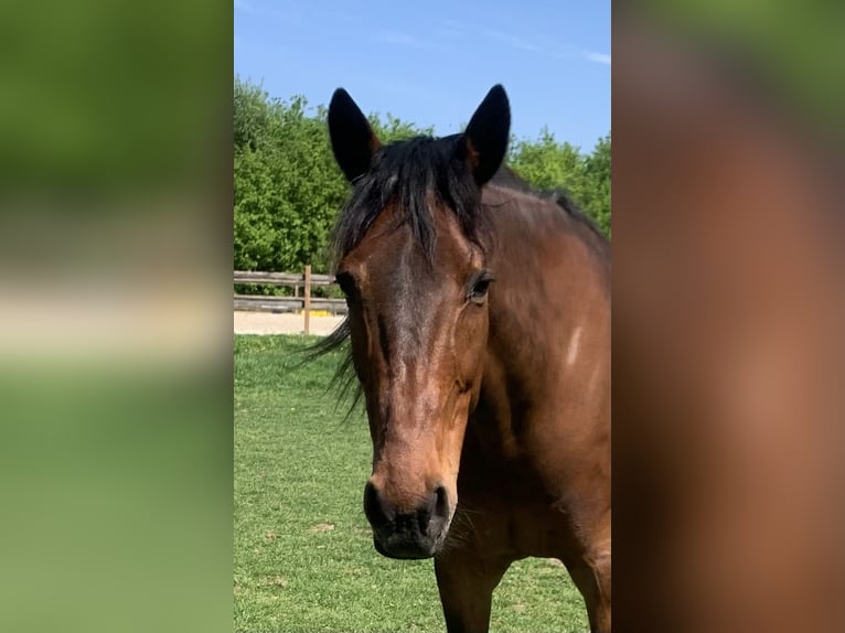 Trotón alemán Caballo castrado 12 años 163 cm Castaño in Beek