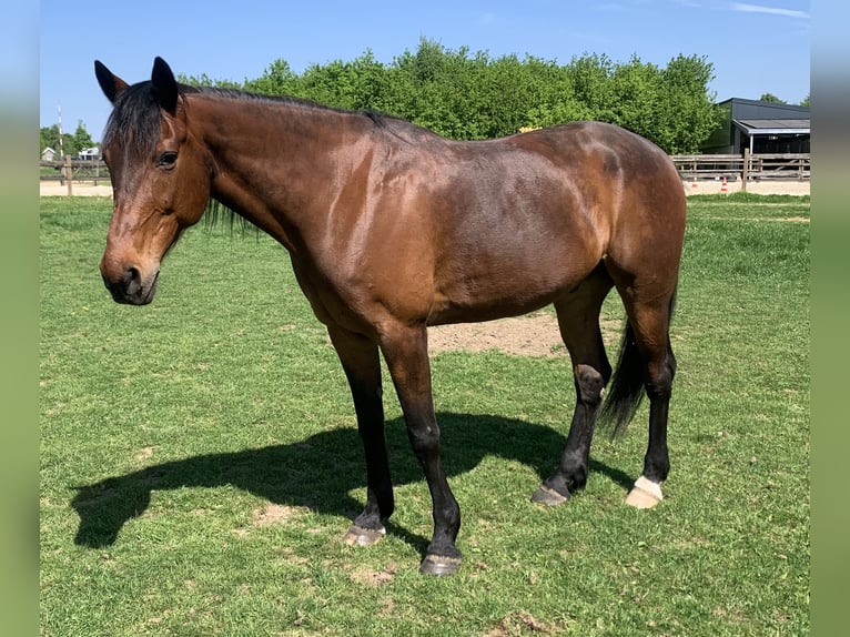Trotón alemán Caballo castrado 12 años 163 cm Castaño in Beek