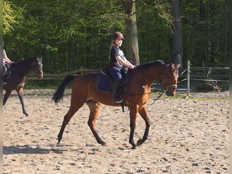Trotón alemán Caballo castrado 12 años 164 cm Castaño in Braunschweig
