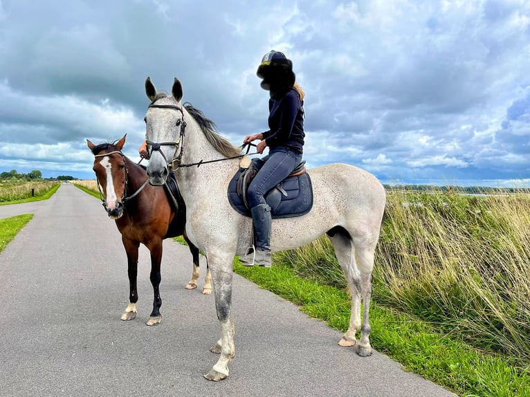 Trotón alemán Caballo castrado 12 años 165 cm Tordo picazo in Leidschendam