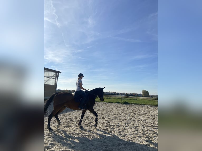 Trotón alemán Caballo castrado 13 años 165 cm Castaño in Naumburg OT Großjena