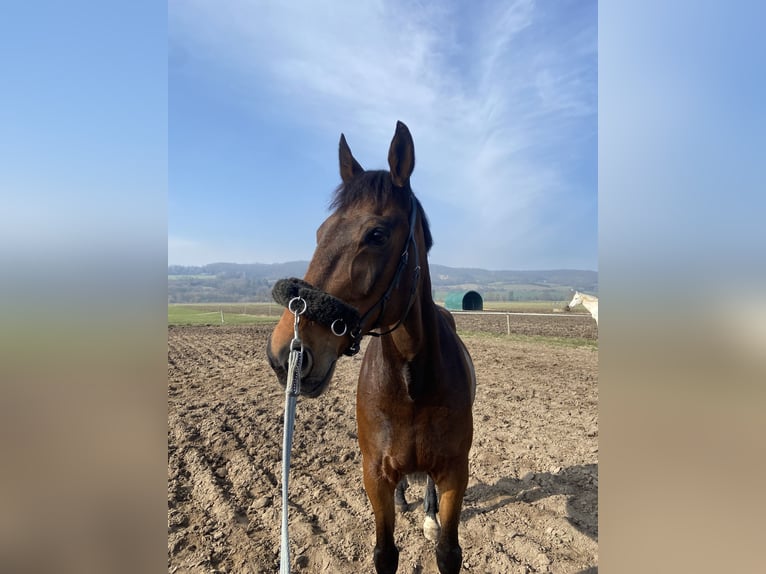 Trotón alemán Caballo castrado 13 años 165 cm Castaño in Naumburg OT Großjena