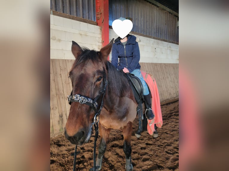 Trotón alemán Caballo castrado 14 años 164 cm Castaño in Otter