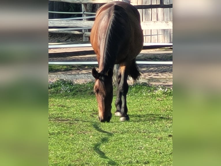Trotón alemán Caballo castrado 14 años 164 cm Castaño in Otter