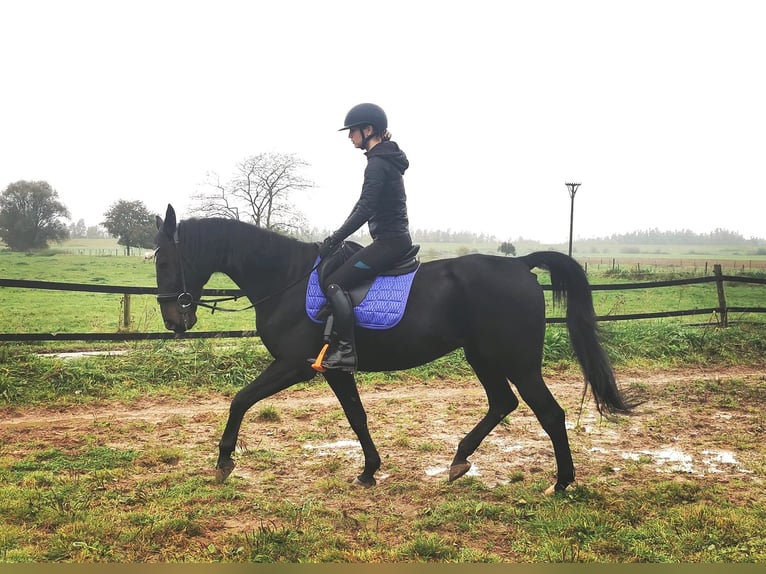 Trotón alemán Caballo castrado 14 años 164 cm Negro in Tolkamer