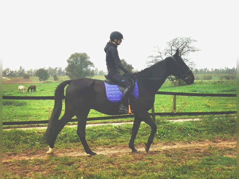 Trotón alemán Caballo castrado 14 años 164 cm Negro in Tolkamer