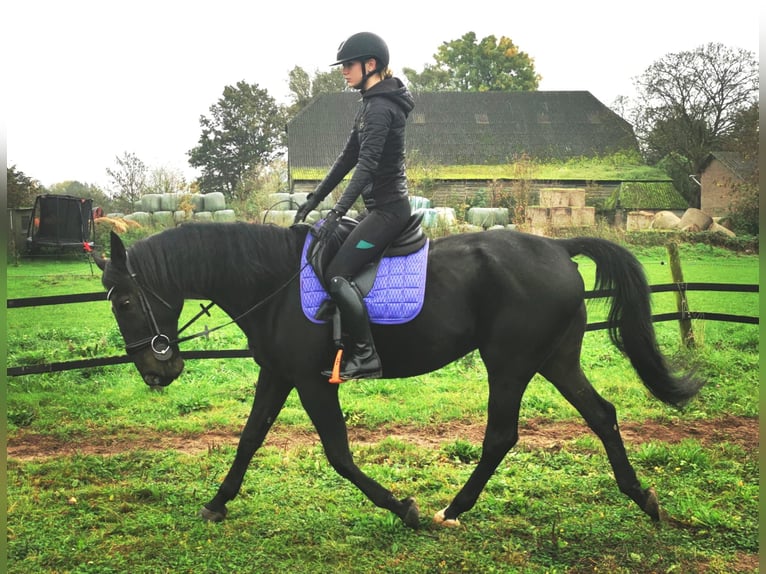 Trotón alemán Caballo castrado 14 años 164 cm Negro in Tolkamer