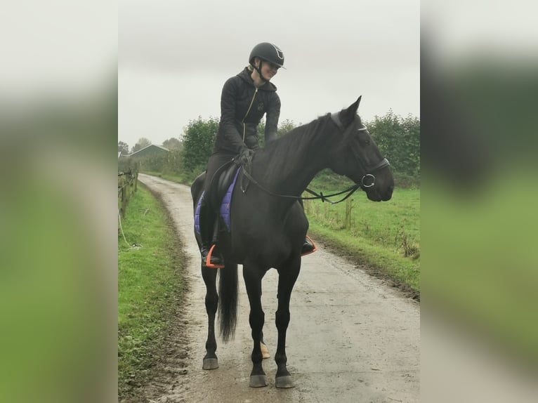 Trotón alemán Caballo castrado 14 años 164 cm Negro in Tolkamer