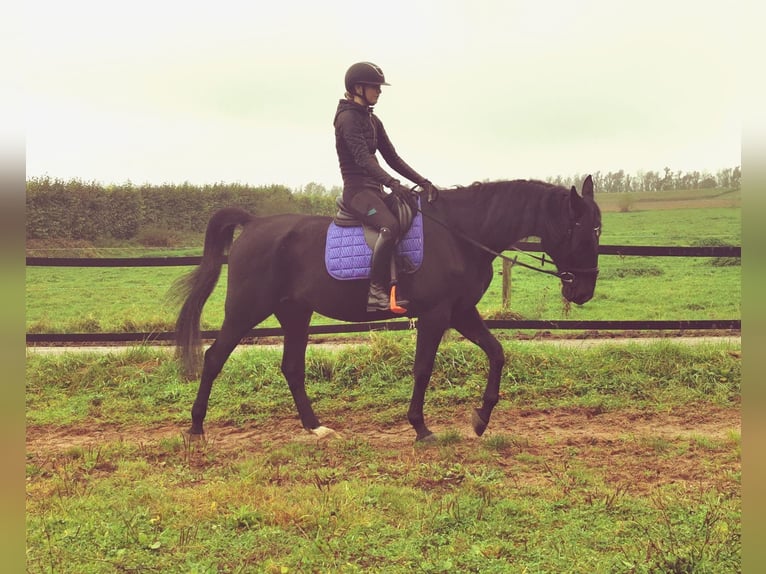 Trotón alemán Caballo castrado 14 años 164 cm Negro in Tolkamer