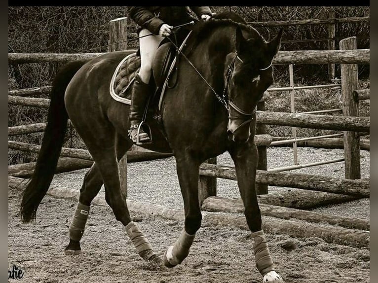 Trotón alemán Caballo castrado 14 años 173 cm Castaño in Hinterschmiding