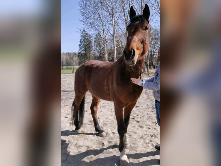 Trotón alemán Caballo castrado 14 años 173 cm Castaño in Hinterschmiding