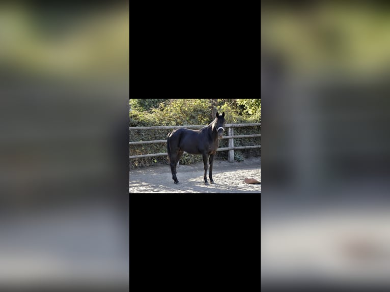Trotón alemán Caballo castrado 15 años 146 cm Negro in Rees