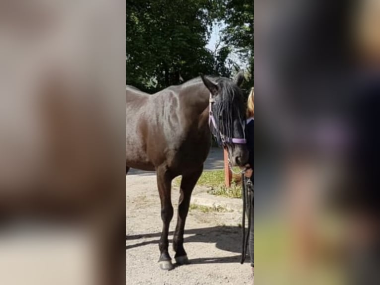 Trotón alemán Caballo castrado 15 años 146 cm Negro in Rees