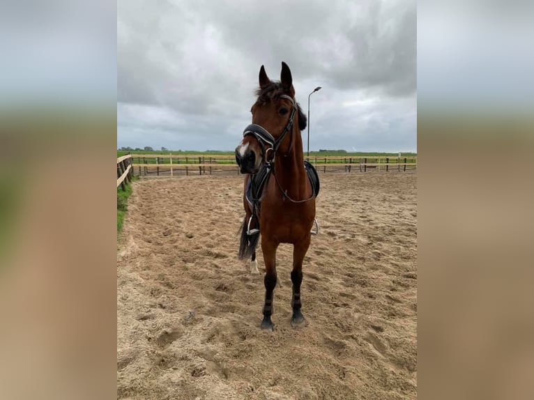 Trotón alemán Caballo castrado 17 años 160 cm Castaño in Obdam