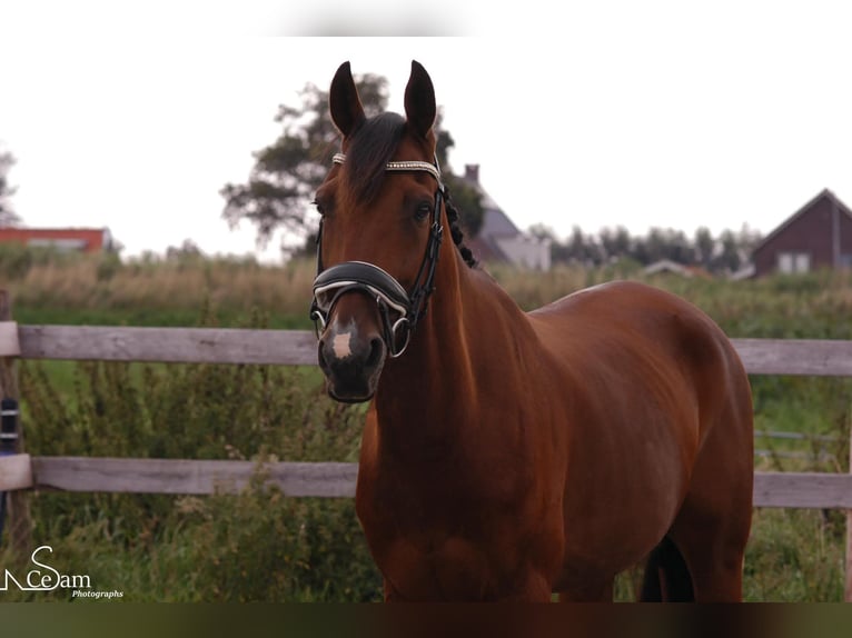 Trotón alemán Caballo castrado 17 años 160 cm Castaño in Obdam