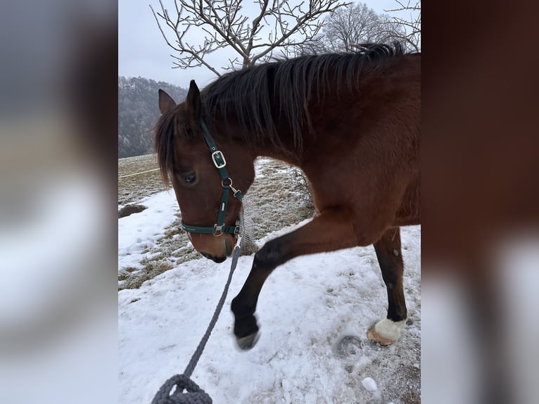 Trotón alemán Caballo castrado 19 años 165 cm Castaño oscuro in Langenzersdorf