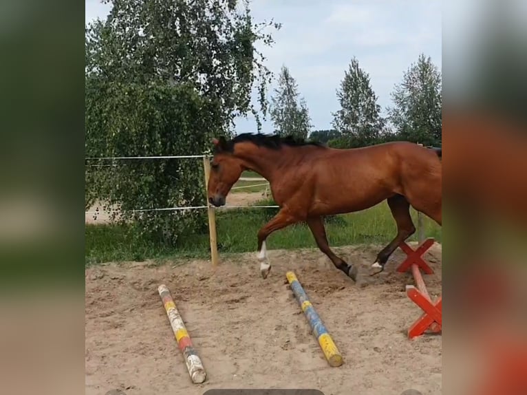 Trotón alemán Caballo castrado 21 años 167 cm Castaño in Hoppegarten