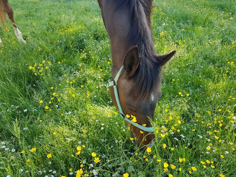 Trotón alemán Caballo castrado 23 años 155 cm Castaño in Bayreuth